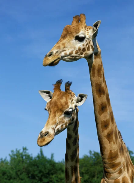 GIRAFE DE ROTHSCHILD jirafa camelopardalis rothschildi — Foto de Stock