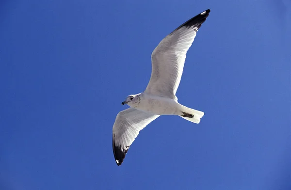 Goeland A Bec Cercle larus delawerensis — Zdjęcie stockowe