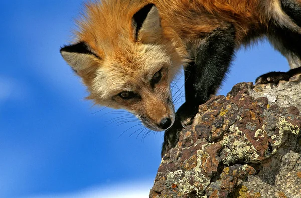 Renard Roux vulpes — Foto de Stock