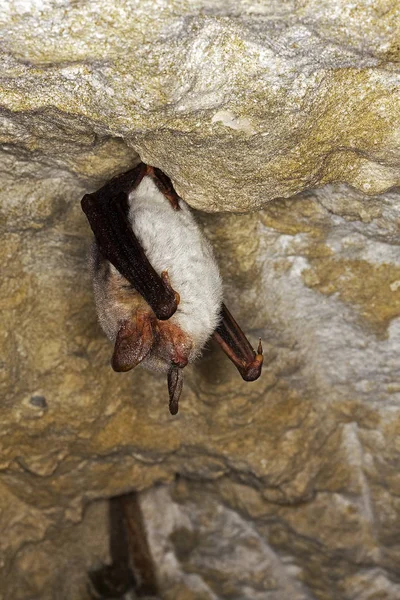 Nagy orrszarvú rhinolophus ferrumequinum — Stock Fotó