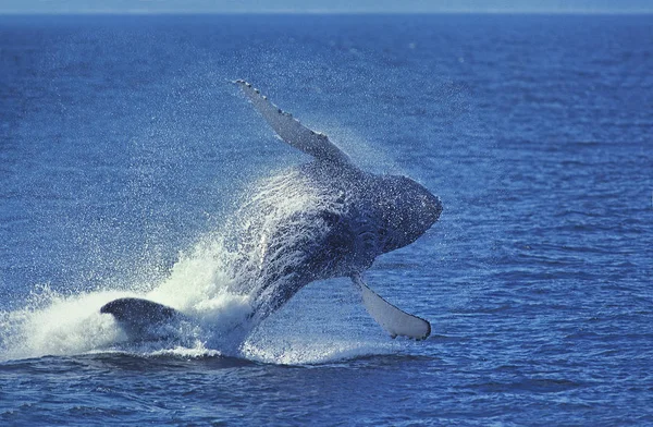 Baleine A Bosse megaptera novaeangliae — Stok fotoğraf