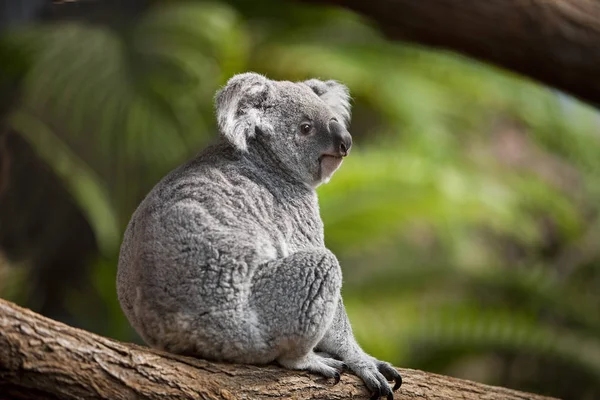 Koala phascolarctos cinereus — Stock Fotó