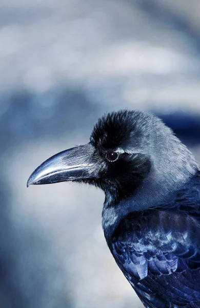 Grand Corbeau corvus corax — Stockfoto