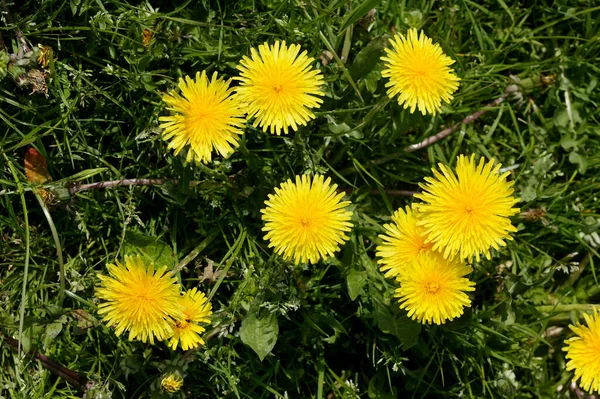 PISSENLIT taraxacum officinale — Stock Photo, Image