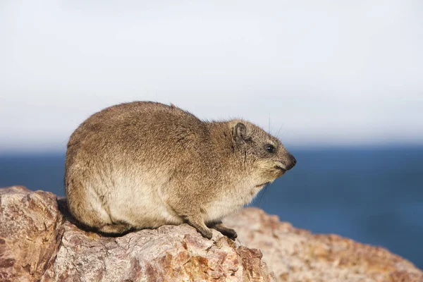 DAMAN DES ROCHERS procavia capensis — Stock Photo, Image