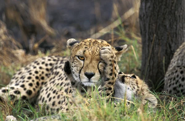 GUEPARD acinonyx fablatus — стоковое фото