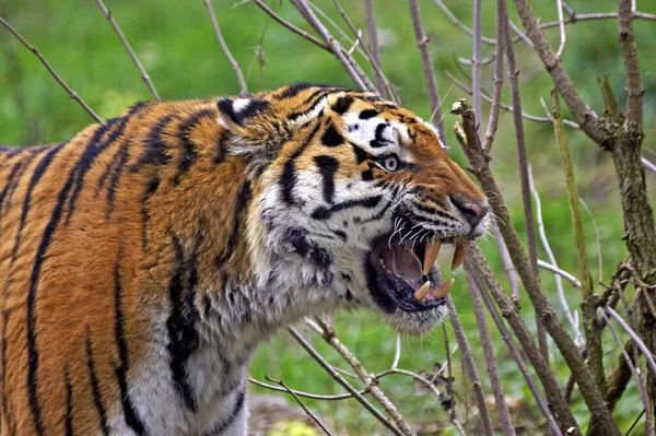 Tigre De Siberie panthera tigris altaica — Stockfoto
