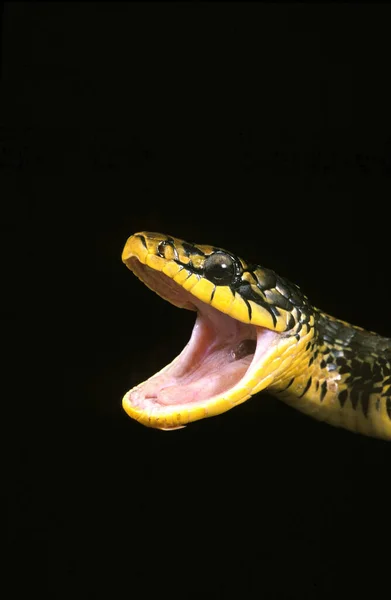 Serpent Des Poulaillers spilotes pullatus — Photo