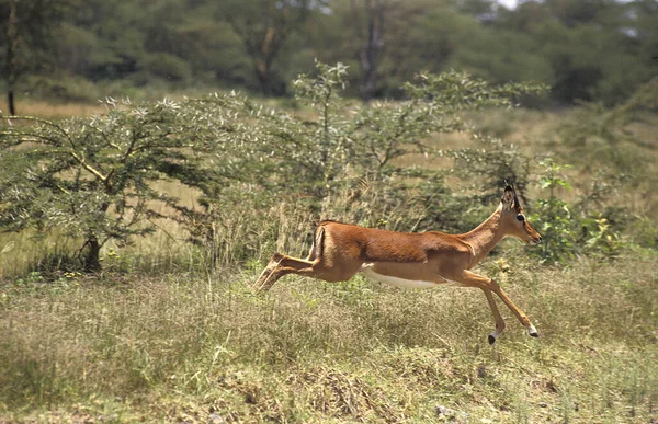 Impala aepyceros melampus — Stock fotografie