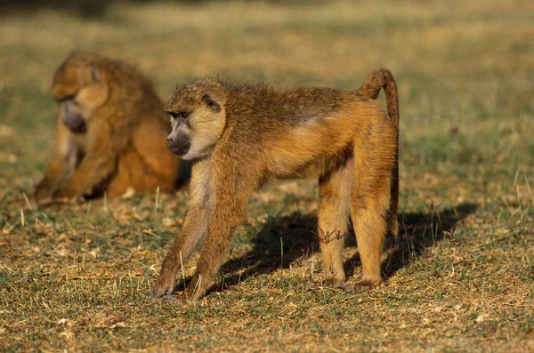 Babouin Cynocephale papio cynocephalus — Stockfoto