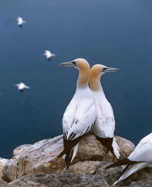 Fou De Bassan morus bassanus — Foto de Stock