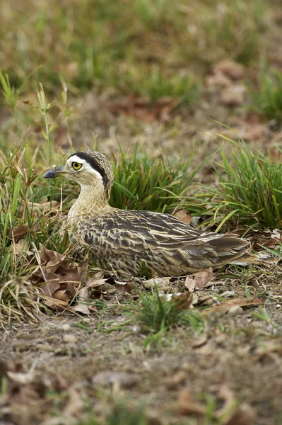 Oedicneme farrie burhinus bistriatus — стоковое фото