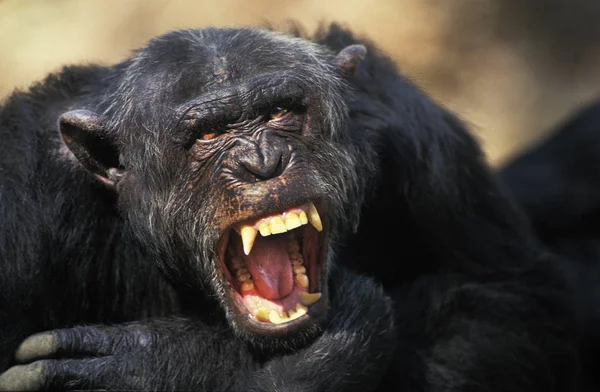 Chimpanze pan troglodytes — Fotografia de Stock
