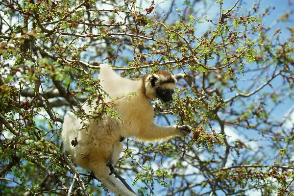 Propitheque De Verreaux propithecus verreauxi — Fotografia de Stock