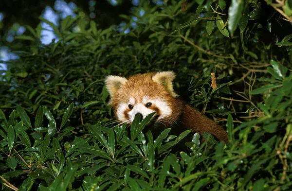 Petit Panda ailurus fulgens — Stockfoto