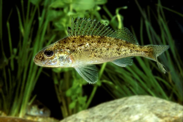 PERCHE GOUJONNIERE gymnocephalus cernua — Stock Photo, Image