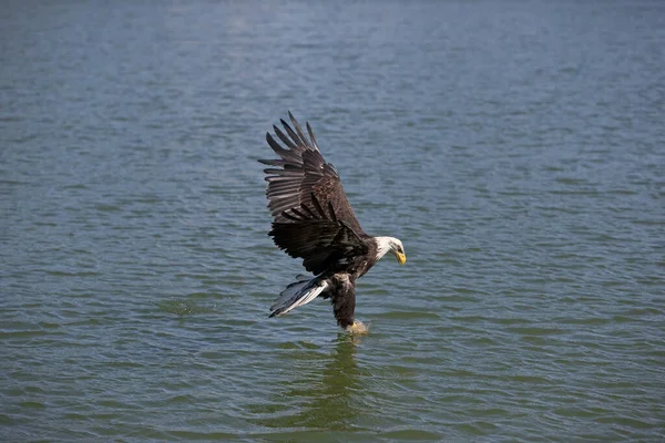 Pygargue A Tete Blanche haliaeetus leucocephalus — Foto Stock