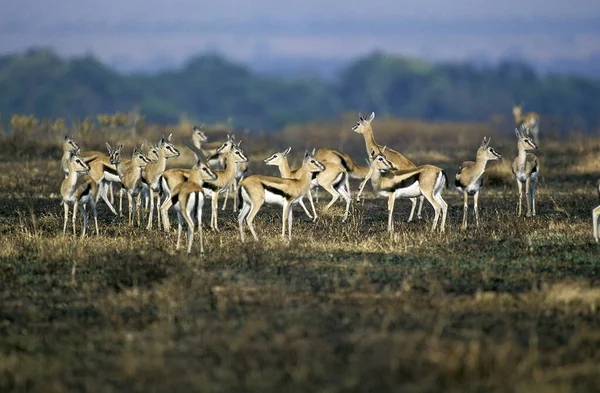 GAZELLE DE THOMSON gazella thomsoni — Stock Photo, Image