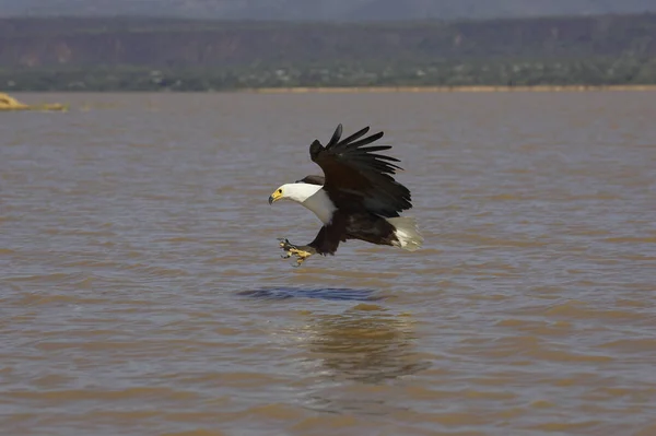 Aigle pecheur d 'afrique haliaeetus vocifer — Stockfoto