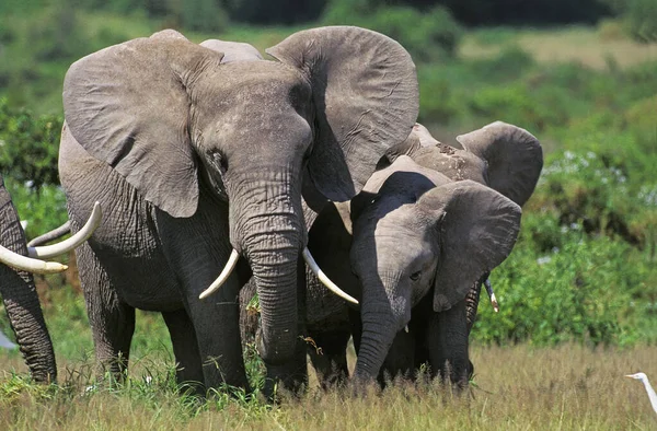 Elefánt D 'Afrique loxodonta africana — Stock Fotó
