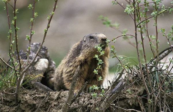 Marmotte Des Alpes marmota marmota — Fotografia de Stock