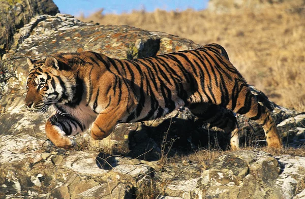 TIGRE DU BENGALE panthera rebelris — стоковое фото