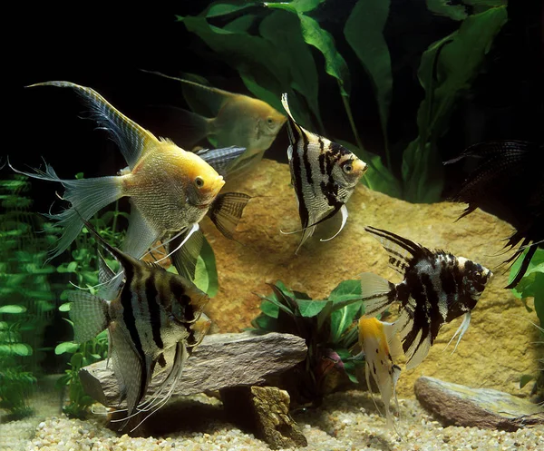 Scalaire pterophyllum scalare — Stockfoto