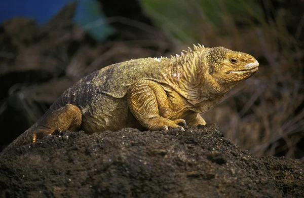 Iguane terrestre Des Galapagos conolophus subcristatus — 스톡 사진