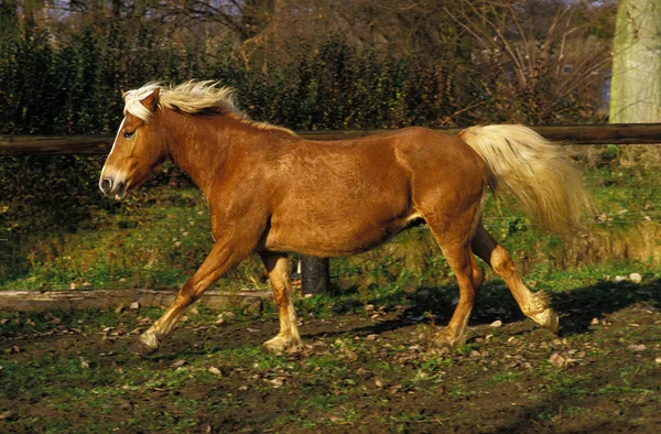 Haflinger. — Foto de Stock