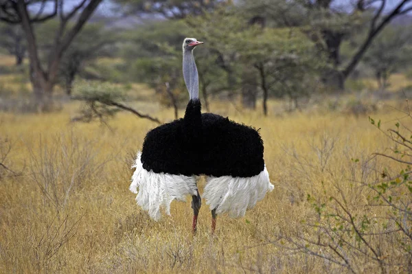 Autruche struthio camelus — Foto Stock