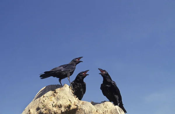 Grote Corbeau corvus corax — Stockfoto