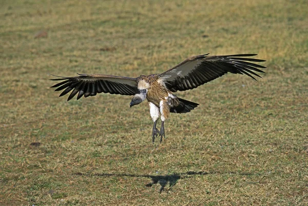 Vautour Africain A Dos Blanc gyps africanus — Photo