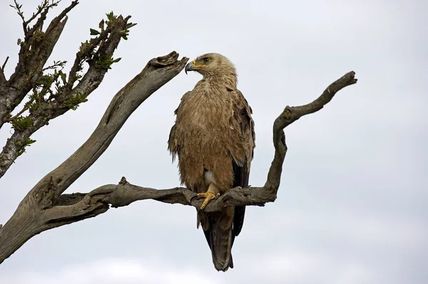 Aigle Ravisseur aquila rapax — Foto de Stock