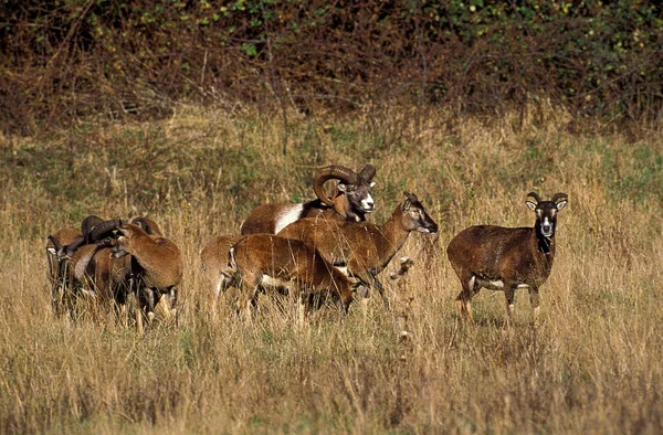 MOUFLON D 'EUROPE ovis ammon — Foto de Stock