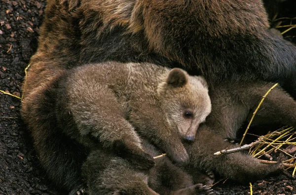 OURS BRUN ursus arctos — Stock Photo, Image