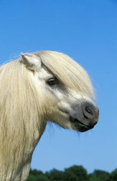 Poney Shetland — Stockfoto