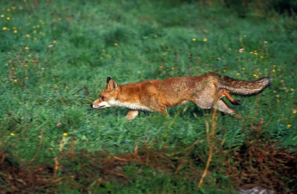 RENARD ROUX vulpes vulpes — Stock Photo, Image