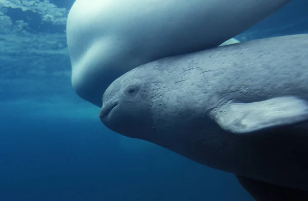 Beluga Delphinapterus leucas — Foto de Stock