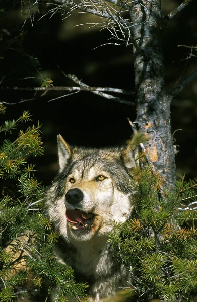 Loup du Canada canis lupus occidentalis —  Fotos de Stock