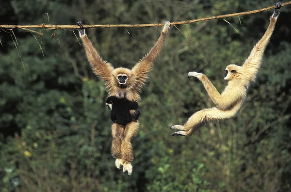 Gibbon A Mains Blanches hylobaten lar — Stockfoto