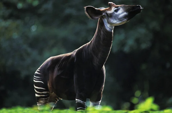 OKAPI okapia jestoni — стоковое фото