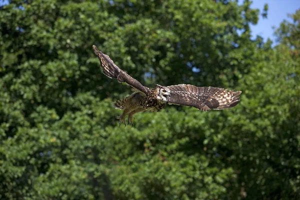 Hibou Grand Duc Du Cap bubo capensis — 图库照片