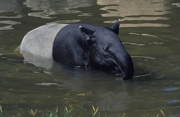 TAPIR DE MALAISIE tapirus indicus — Stock Photo, Image