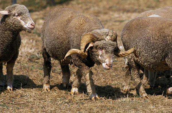 Merinos D'Arles — Foto Stock