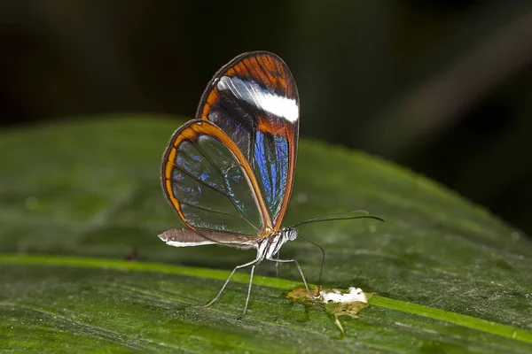 Papillon Greta greta oto — Fotografia de Stock