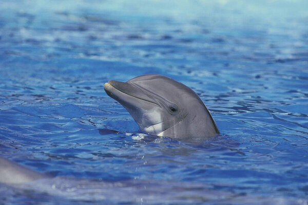 GRAND DAUPHIN tursiops truncatus