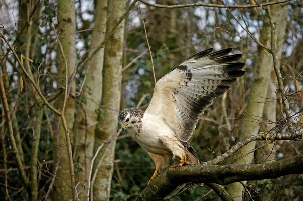 Buse Değişken buteo buteo — Stok fotoğraf