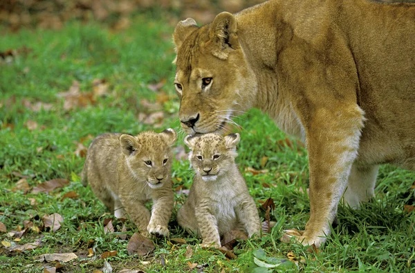 LION D 'AFRIQUE panthera leo — Fotografia de Stock