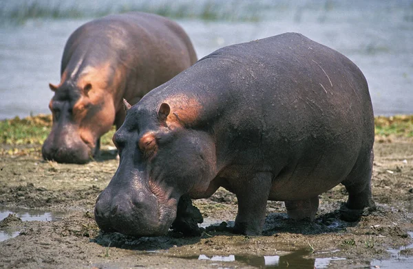 Su aygırı hipopotam amfibik amfibik. — Stok fotoğraf