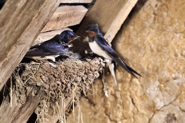 HIRONDELLE DE CHEMINEE hirundo rustica — Stock Photo, Image